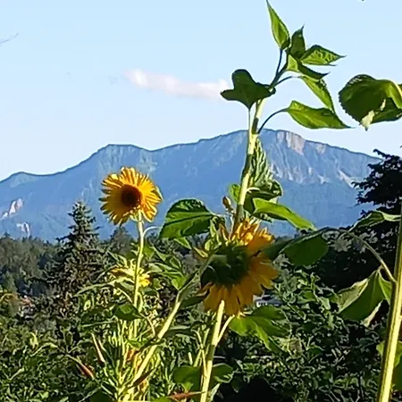 Haus Melanie - Stol Studio Velden am Wörthersee